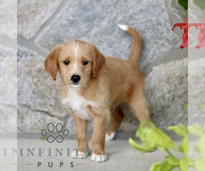 Miniature Labradoodle Puppy for sale in BIRD IN HAND, PA, USA
