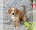 Image preview for Ad Listing. Nickname: Cameron