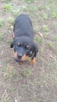 Medium Photo #10 Rottweiler Puppy For Sale in PARKLAND, WA, USA
