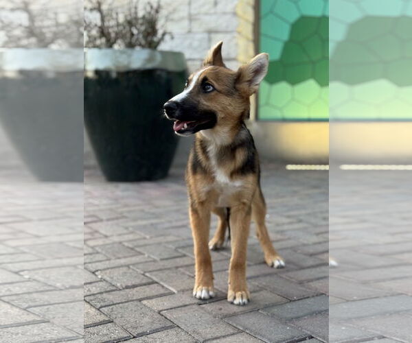 Medium Photo #13 Australian Shepherd-German Shepherd Dog Mix Puppy For Sale in PIPE CREEK, TX, USA