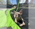 Small Photo #13 French Bulldog Puppy For Sale in NORWALK, CA, USA