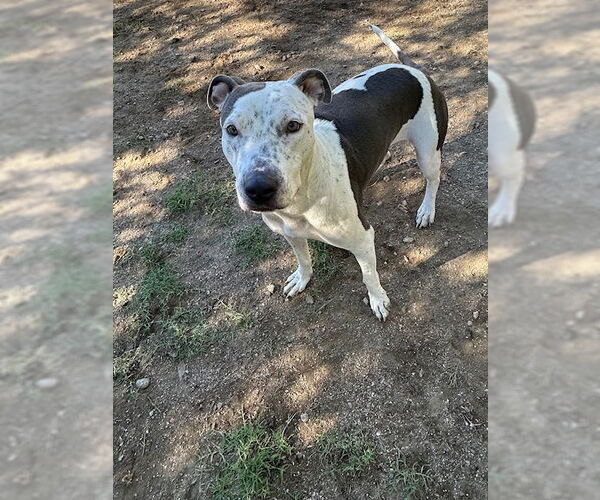 Medium Photo #3 Staffordshire Bull Terrier-Unknown Mix Puppy For Sale in Chandler, AZ, USA