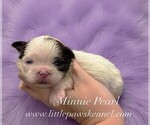 Image preview for Ad Listing. Nickname: Pearl