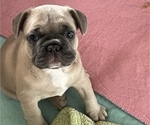 Small Photo #1 French Bulldog Puppy For Sale in BLUEFIELD, WV, USA
