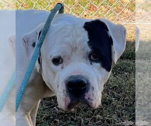 American Pit Bull Terrier Dogs for adoption in Tarboro, NC, USA