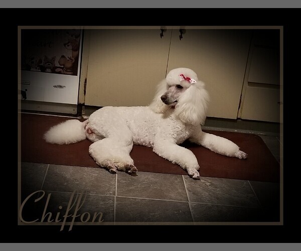 Medium Photo #35 Poodle (Standard) Puppy For Sale in MANCHESTER, MI, USA