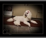 Small Photo #35 Poodle (Standard) Puppy For Sale in MANCHESTER, MI, USA