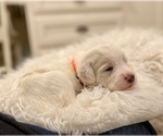 Small #13 Labradoodle