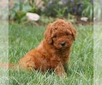 Small #3 Miniature Labradoodle