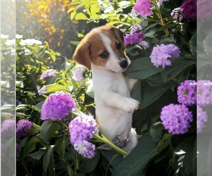 Jack Russell Terrier Puppy for sale in NASHVILLE, NC, USA