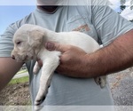 Small #7 Labradoodle