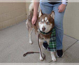 Huskies -Unknown Mix Dogs for adoption in McKinney, TX, USA
