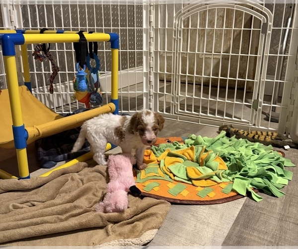 Medium Photo #14 Goldendoodle (Miniature) Puppy For Sale in ELBERT, CO, USA