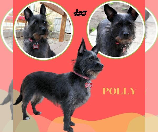 Medium Photo #1 Mutt Puppy For Sale in Lindsay, CA, USA