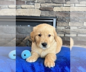 Golden Retriever Dog for Adoption in NOBLESVILLE, Indiana USA