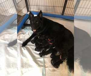 German Shepherd Dog Litter for sale in CLEARWATER, FL, USA