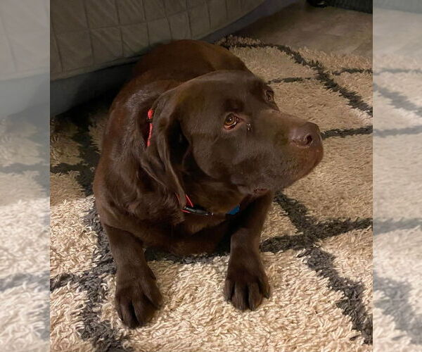 Medium Photo #1 Labrador Retriever Puppy For Sale in Glen Haven, WI, USA