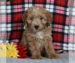 Small Photo #1 Labradoodle-Poodle (Miniature) Mix Puppy For Sale in CHRISTIANA, PA, USA