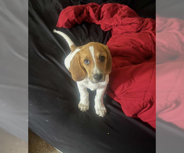 Medium Photo #3 Basset Hound-Unknown Mix Puppy For Sale in Candler, NC, USA