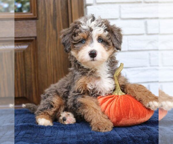 Medium Photo #4 Bernedoodle (Miniature) Puppy For Sale in NARVON, PA, USA