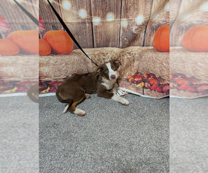 Australian Shepherd Dogs for adoption in Brewster, NY, USA