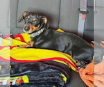 Small #1 Dachshund Mix