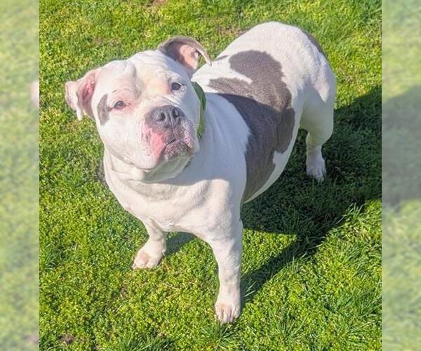 Medium Photo #1 American Bulldog-Unknown Mix Puppy For Sale in Akron, OH, USA