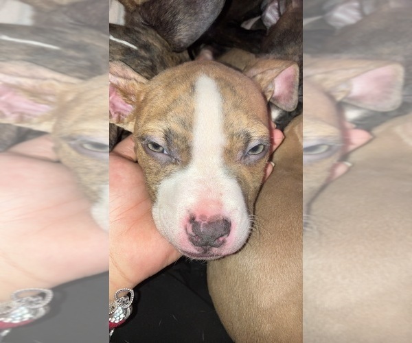 Medium Photo #1 American Pit Bull Terrier Puppy For Sale in CAMDEN, NJ, USA