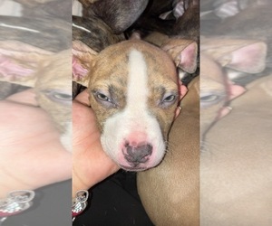 American Pit Bull Terrier Puppy for sale in CAMDEN, NJ, USA