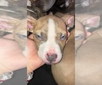 Small Photo #1 American Pit Bull Terrier Puppy For Sale in CAMDEN, NJ, USA