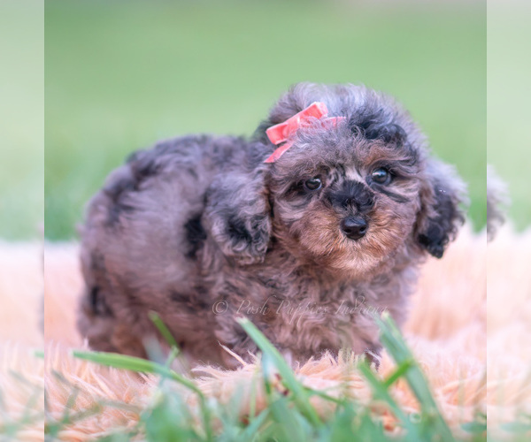 Medium Photo #26 Poodle (Toy) Puppy For Sale in WARSAW, IN, USA