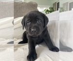 Small #2 Labrador Retriever