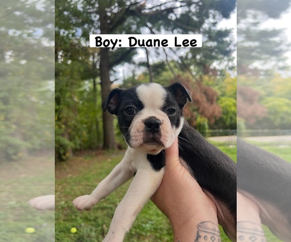 Medium Photo #1 Boston Terrier Puppy For Sale in COVENTRY, RI, USA