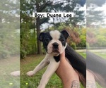 Puppy Puppy 1 Boston Terrier