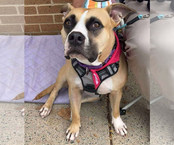 Medium Photo #1 Boxer Puppy For Sale in Rockville, MD, USA