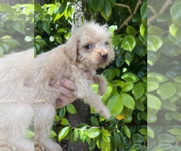 Medium Photo #1 Malchi-Poodle (Standard) Mix Puppy For Sale in VENETA, OR, USA