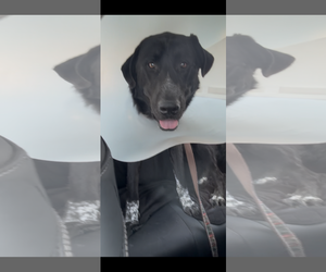 Hercules - Male Labrador Retriever-Unknown Mix Dog for Adoption - Photo #3