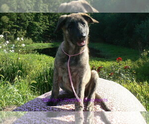 German Shepherd Dog Puppy for Sale in PIEDMONT, Missouri USA