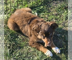 Miniature Australian Shepherd Puppy for sale in ADAIR VILLAGE, OR, USA