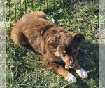 Small Miniature Australian Shepherd