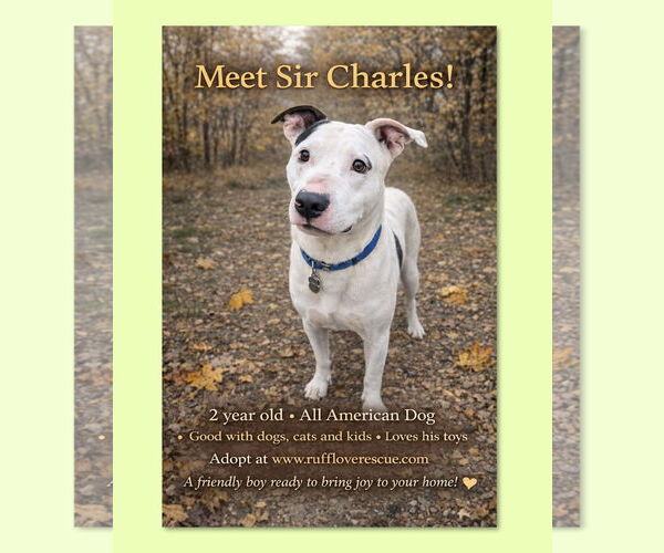 Medium Photo #1 Mutt Puppy For Sale in Thomasville, NC, USA