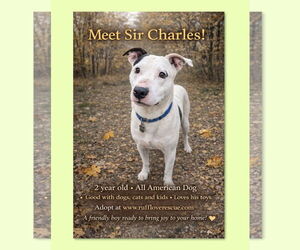 Mutt Dogs for adoption in Thomasville, NC, USA