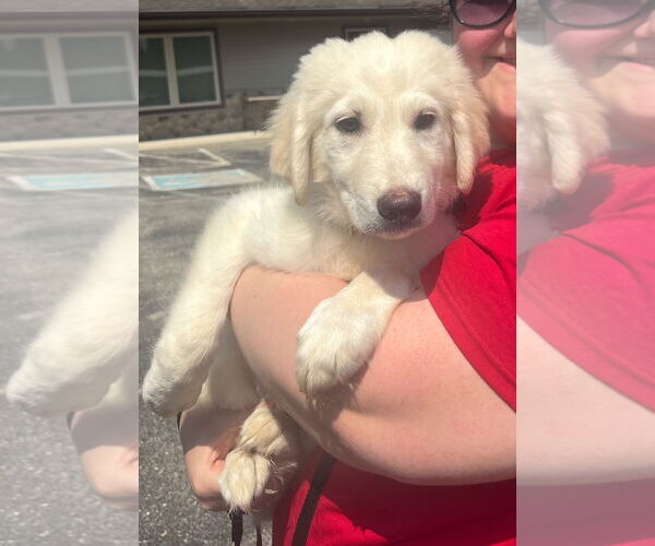 Medium Photo #6 Great Pyrenees-Unknown Mix Puppy For Sale in Grafton, WI, USA