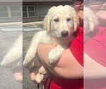 Small #5 Great Pyrenees Mix