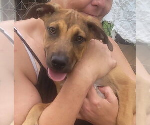 Mutt Dogs for adoption in FRAMINGHAM, MA, USA
