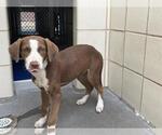 Small #1 American Pit Bull Terrier Mix