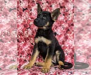 German Shepherd Dog Puppy for sale in LANCASTER, PA, USA