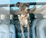 Small American Staffordshire Terrier Mix