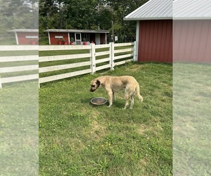 Father of the Anatolian Shepherd puppies born on 05/05/2025