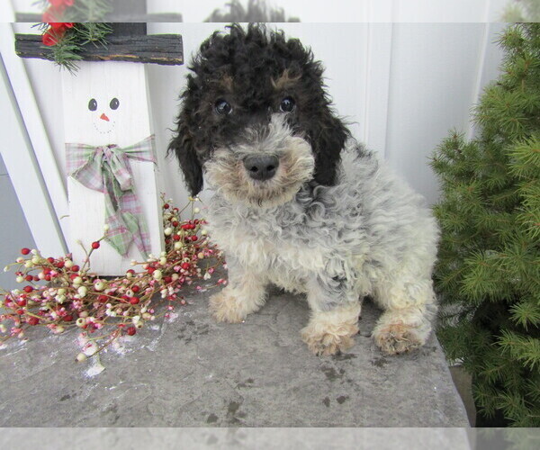 Medium Photo #1 Saint Bernard Puppy For Sale in FORT WAYNE, IN, USA
